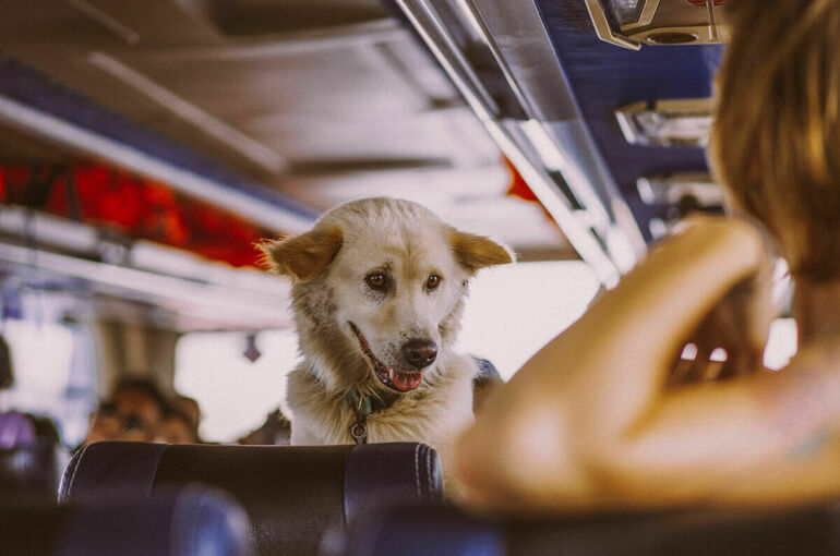 Пассажирам поездов начали заранее показывать места с животными