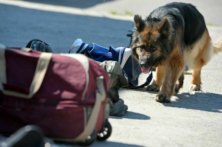Кабмин одобрил разрешение покупать наркотики без лицензии для обучения собак