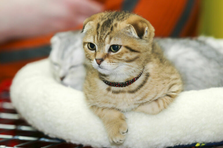 В Минцифры поддержали создание фотобанка домашних животных