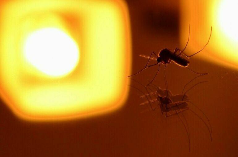 В России подтвердили второй завозной случай лихорадки чикунгунья