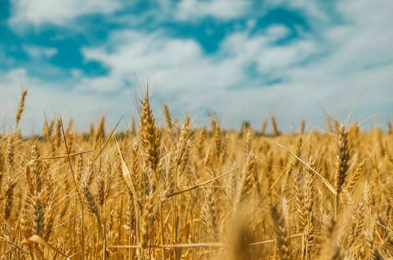 Прогноз урожая зерна в России в 2025 году в 135 млн тонн сохраняется