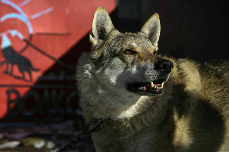 Гулять с акбашем и волкособом хотят позволить только трезвым