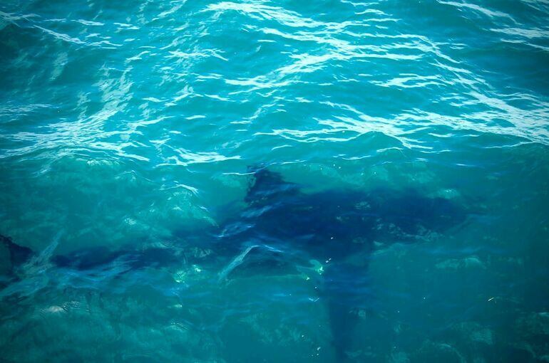 Эксперт объяснил появление акул у пляжей Египта