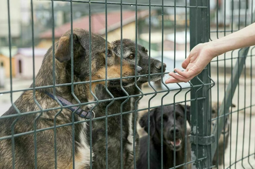 Потерявшихся собак и кошек найдут по чипу