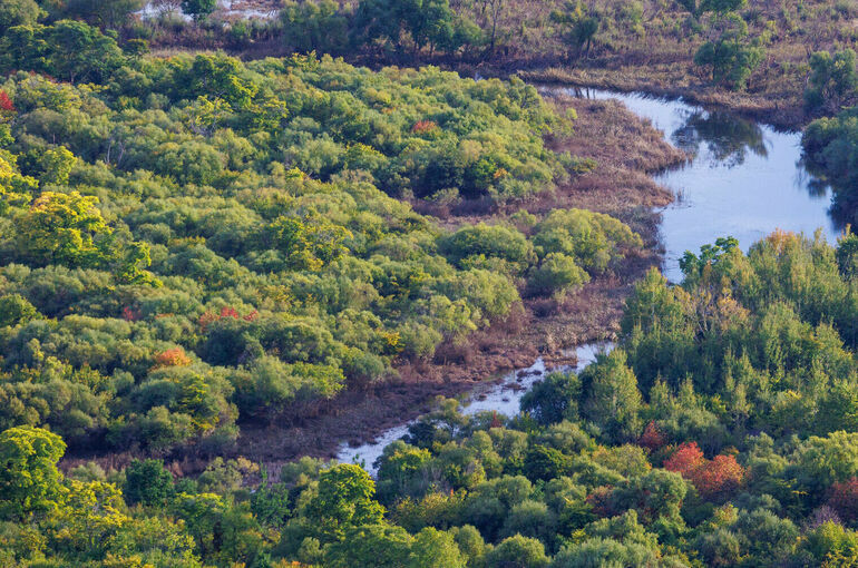 Патрушев: До 2030 года на сохранение лесов направят свыше 71 млрд рублей