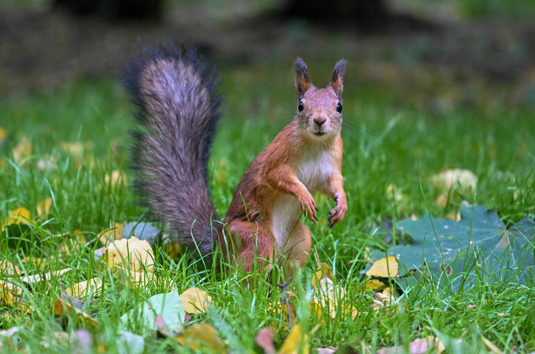 Сентябрь 2025 года вошел в десятку самых теплых в России