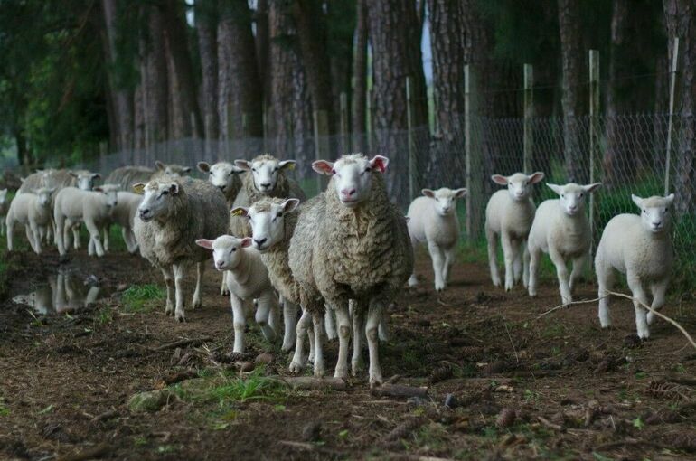 Поголовье овец и коз в России может сократиться на 8%