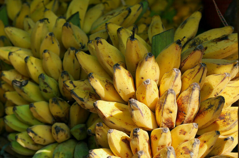 В России начали строить первую теплицу по выращиванию бананов