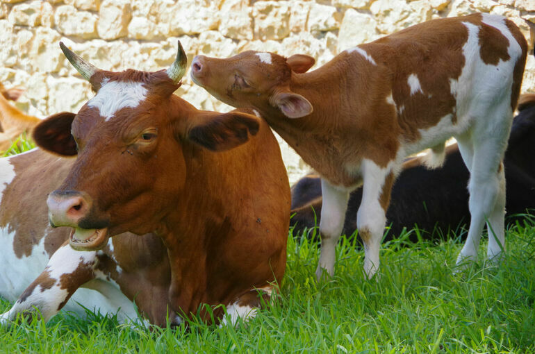 Ответственность за перевозку скота без ветеринарных документов могут ужесточить