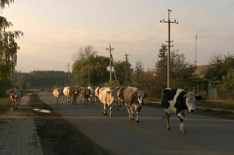 Штрафы за выпас скота без пастуха предложили повысить