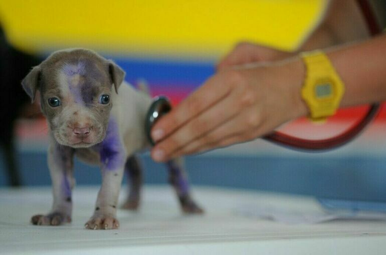 Услуги ветеринара предложили включить в список оснований для налогового вычета