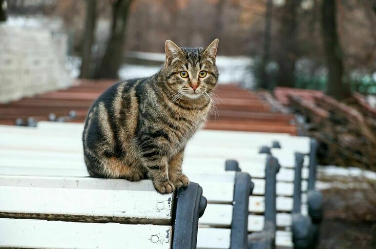 Первый снег может выпасть в Москве уже на следующей неделе