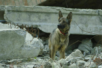 Список опасных пород собак хотят расширить