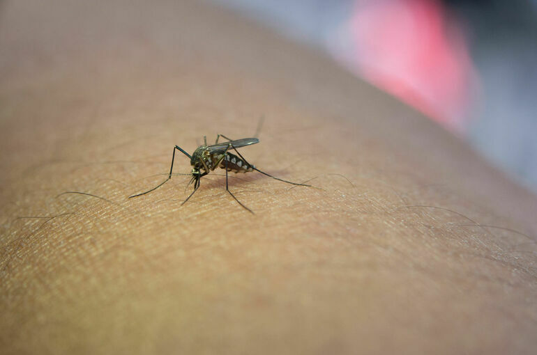 Роспотребнадзор исключил опасность распространения лихорадки чикунгунья в России