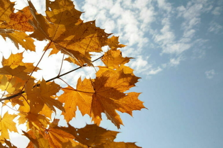 В Москве началось предзимье: какую погоду синоптики обещают на выходные