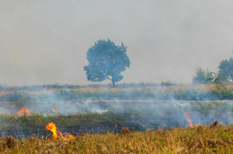 Штрафы за лесные пожары могут вырасти в два раза 