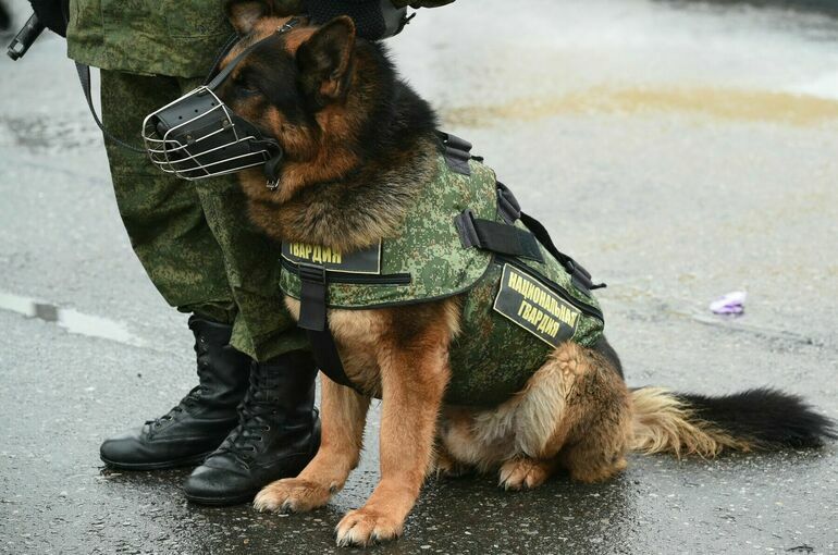 Наркотики для обучения служебных собак можно будет покупать без лицензии