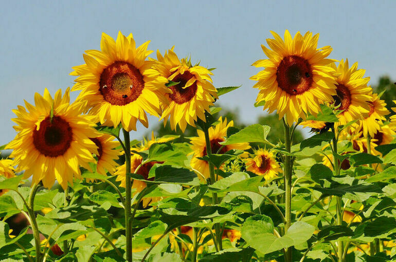 Кабмин продлил экспортные пошлины на  подсолнечник, масло и шрот