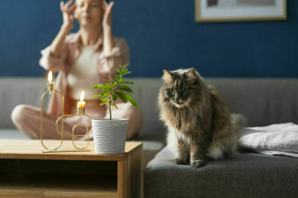 18 «квадратов» любимцу: Госдума готовится утвердить норматив для домашних питомцев