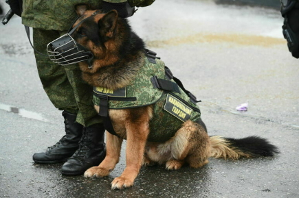 Наркотики для обучения служебных собак разрешат покупать без лицензии