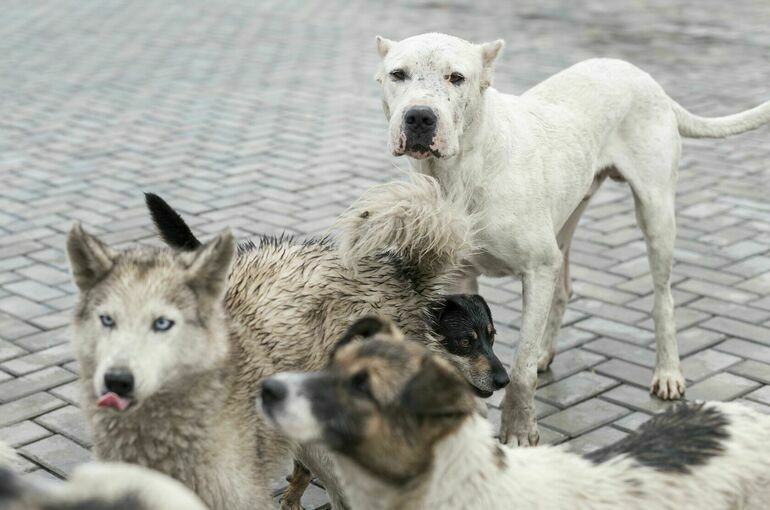 В Госдуме ждут реакции кабмина на предложения по проблеме бродячих собак