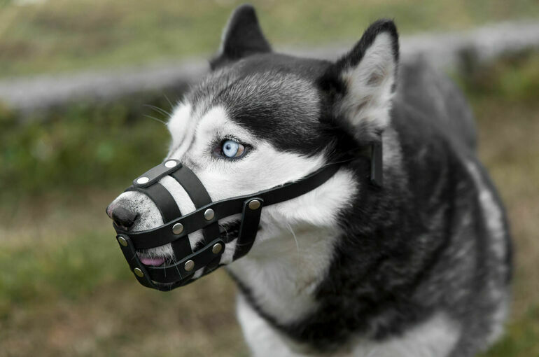 Петербургские псы проследят за трезвостью хозяев