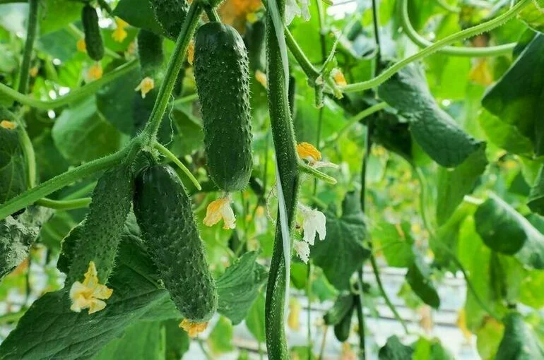 Картошка и яйца: какие продукты сильнее всего дорожают осенью