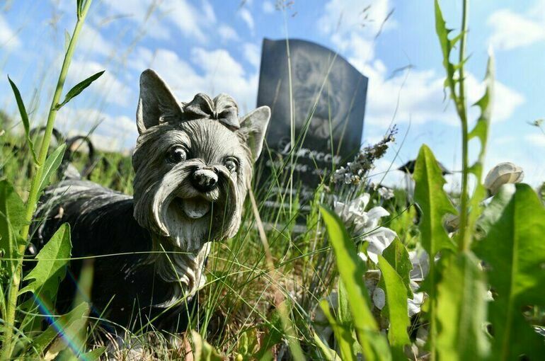 Прощание с хвостатым: как не получить штраф за умершего питомца