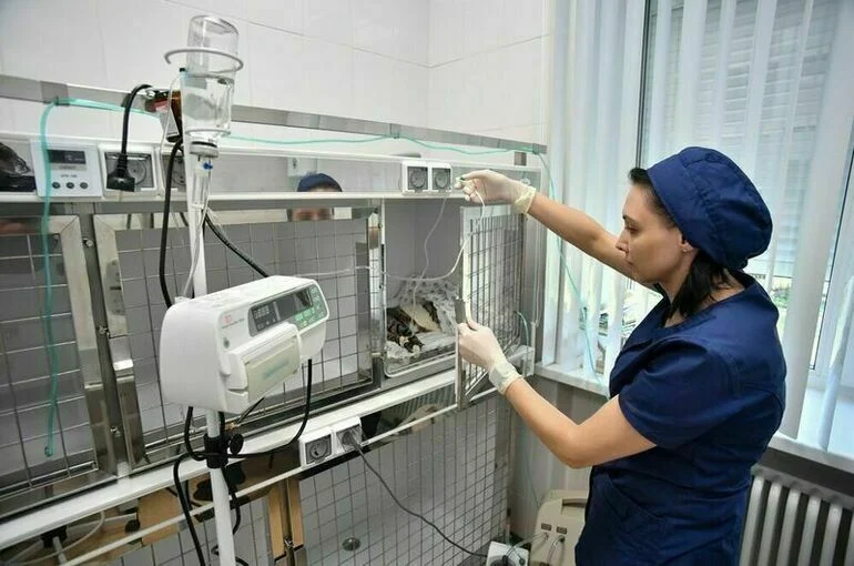 Прощание с хвостатым: как не получить штраф за умершего питомца