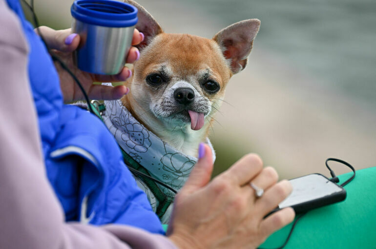 Четыре «квадрата» на брата: как не получить штраф за прогулку с собакой