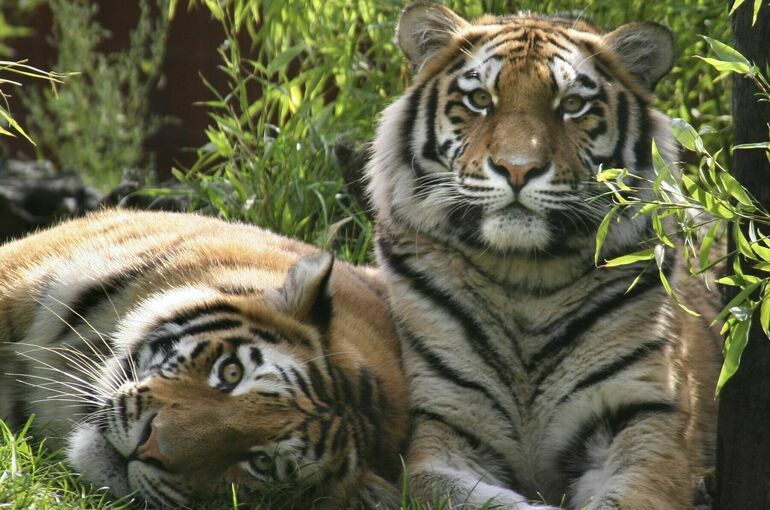 Москва и Астана договорились о завозе амурских тигров в Казахстан