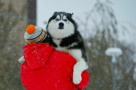 Первый серьезный снегопад пройдет в Москве в ночь на 15 ноября  
