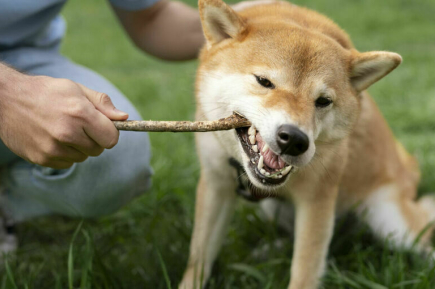 Когда появится единая служба защиты от агрессивных собак