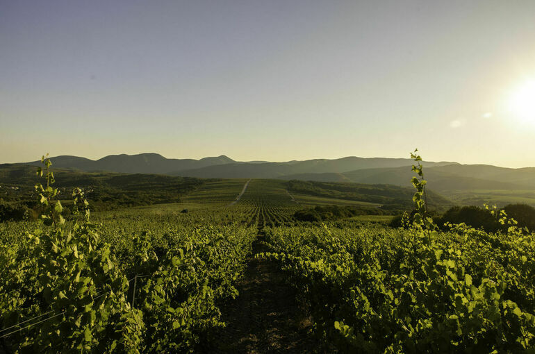 Рекордные 26 тысяч тонн винограда собрала «Абрау-Дюрсо» в 2025 году