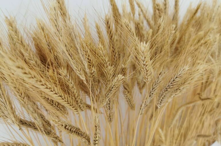 Минсельхоз: В 67 регионах страны создано более 600 агротехклассов