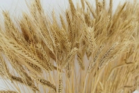 Минсельхоз: В 67 регионах страны создано более 600 агротехклассов