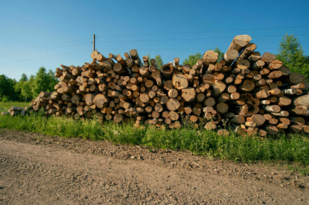 Лесной отрасли просят уменьшить налоги и обеспечить сбыт