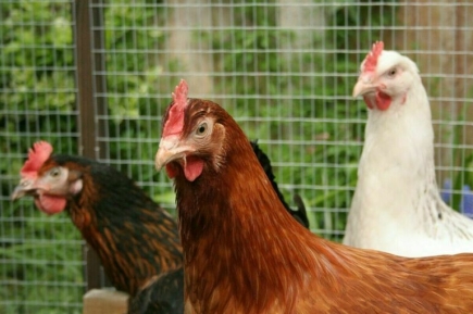 Ветеринары и охотники рискуют заболеть птичьим гриппом