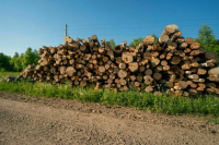 Лесной отрасли просят уменьшить налоги и обеспечить сбыт