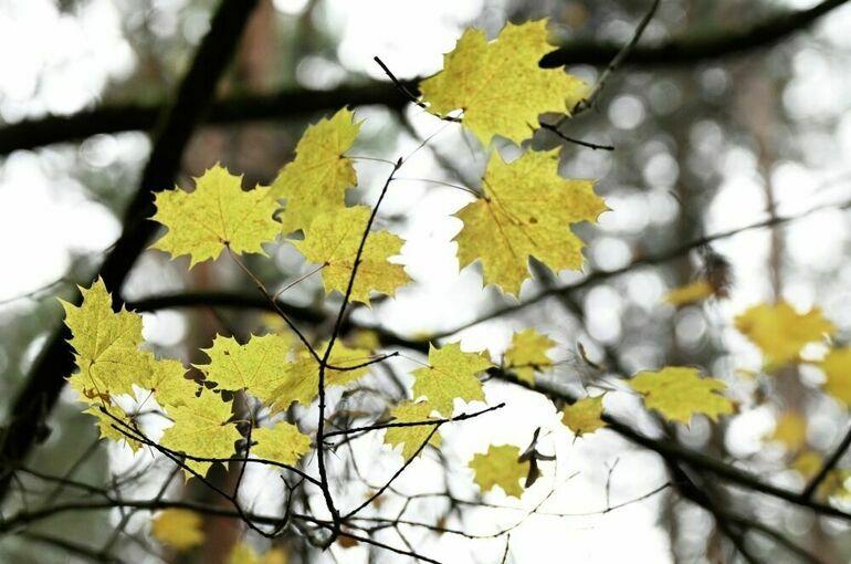 Осенняя погода сохранится в Москве до конца следующей недели