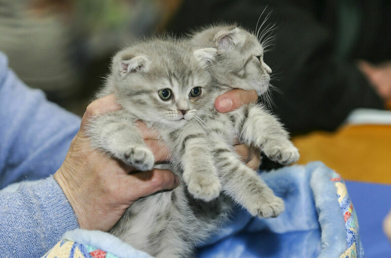 Разведение домашних животных предложили регламентировать