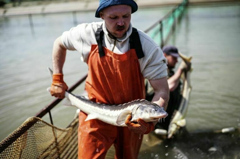 Производство осетровых в России выросло на 25 процентов