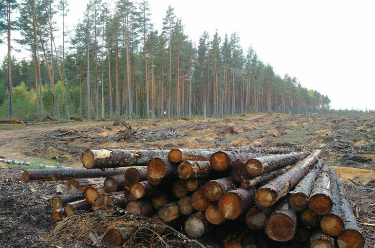 В России предложили определить максимально допустимые объемы заготовки древесины
