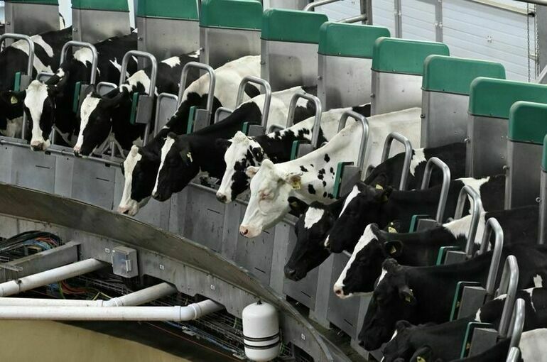 Кооперативам помогут удвоить производство мяса, молока и сбор лесных грибов 