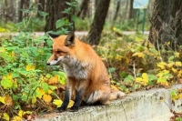 Осенняя погода сохранится в Москве до середины декабря