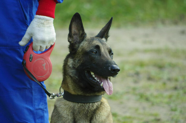 Потерявшие нюх собаки останутся в охране железной дороги