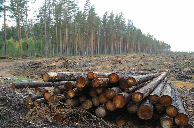 Сенаторы одобрили закон о запрете сплошной рубки лесов в экозоне Байкала
