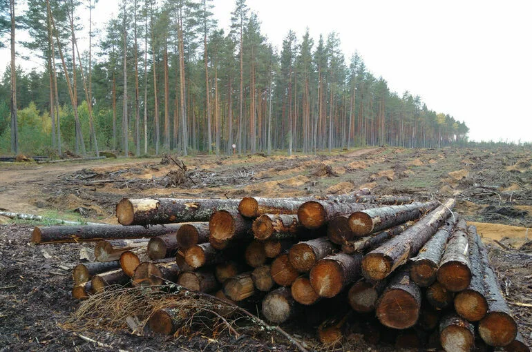 Сенаторы одобрили закон о запрете сплошной рубки лесов в экозоне Байкала