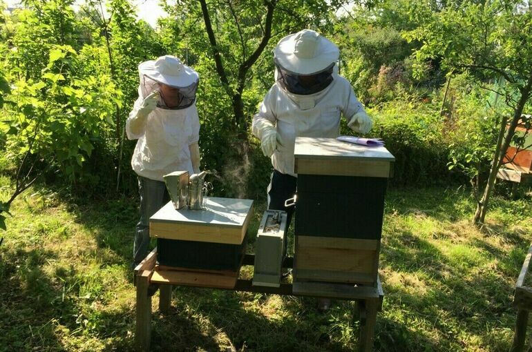 Пчеловодов заранее предупредят об использовании пестицидов при ЧС