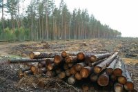 Сенаторы одобрили закон о запрете сплошной рубки лесов в экозоне Байкала